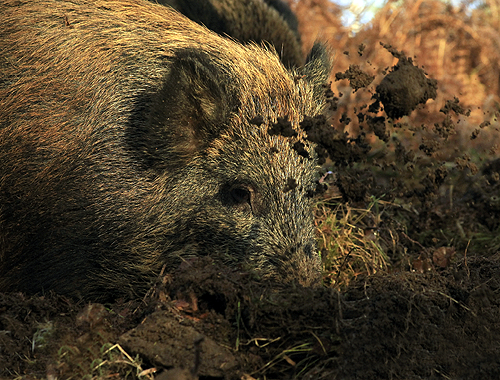 Wild boar shooting in the UK