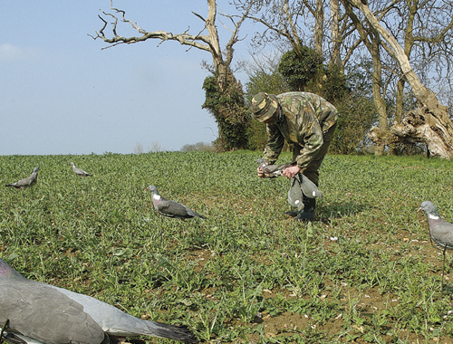 Are static decoys good when pigeon shooting patchy rape?
