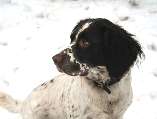 Would a rescue spaniel be suitable for gundog training?