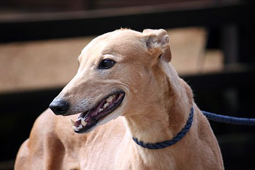Danny www.retiredgreyhounds.co.uk
