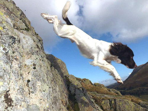springer spaniel gundog