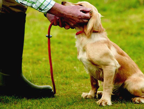 All training disappears when my gundog is off the lead!