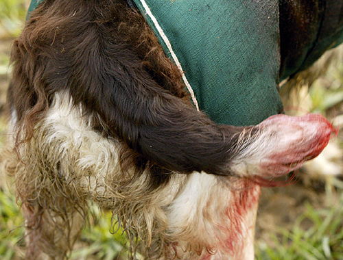 Is it irresponsible of me to work a springer with a full tail?