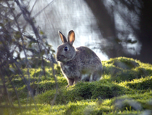 I had been looking forward to rabbit shooting this season!