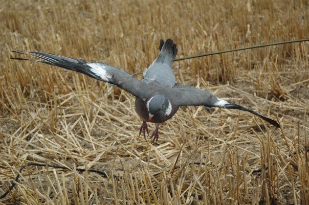 Police wrongly target pigeon shooters