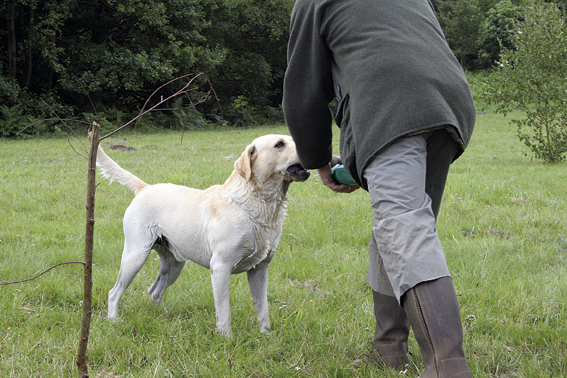 How much should I feed my gun dog?