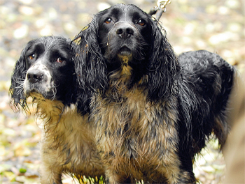 Our pre-trained gun dogs don't understand our commands?