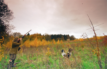 How do I improve my gundog's peg behaviour?