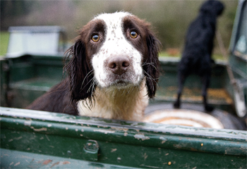 Why do I have a scared gundog?