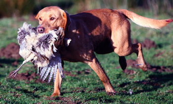 Can my working gun dog also be a family pet?