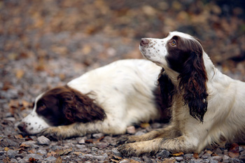 How will my career change effect my dogs' lives?