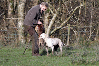 Will my gundog mature after training?