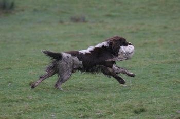 Whose advice should I follow when buying a gun dog?