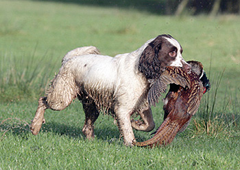 Should I send my gundog to a pro?