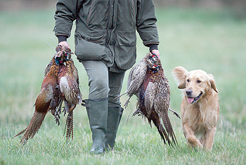 How should I train a sensitive labrador?