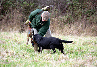 Any training advice for novice gundog owners?