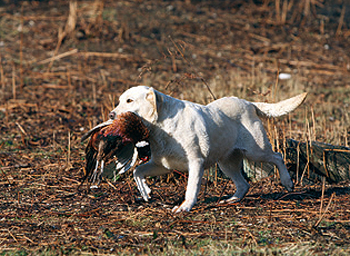How do I make my labs comfortable?