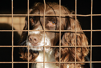 When building kennels what takes priority?