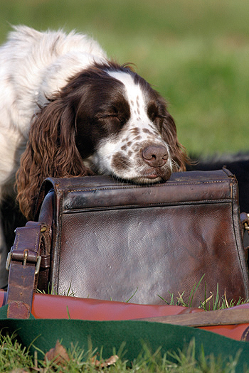 What's the best way to get my gun dog to eat her food?