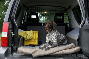 How do I tackle gundog travel sickness?