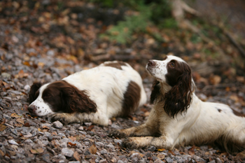 Is it easy to start breeding gun dogs?