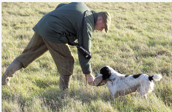 Any picking-up tips for me and my gundog?