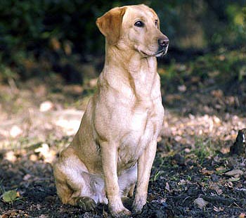 How do I train a gundog to run straight?