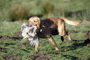 What qualities should gundog puppies have?