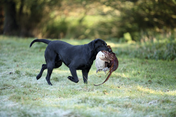 Can I train my gundog to stop running-in?