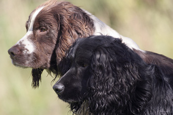How can I stop my gundogs fouling their kennel?