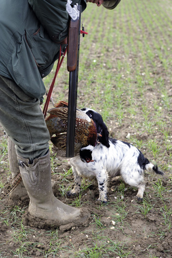 Why is my gundog so possessive?