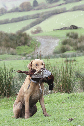 Can I change the way my gundog holds game?
