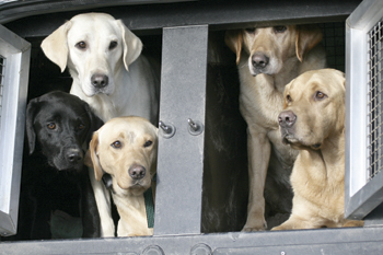 Does dried food improve a gun dog�s performance?