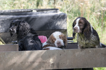 How can I ensure my puppy bonds with my old gun dog?