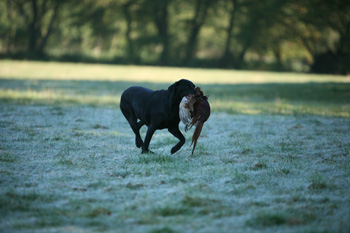 Is professional gundog training the answer?