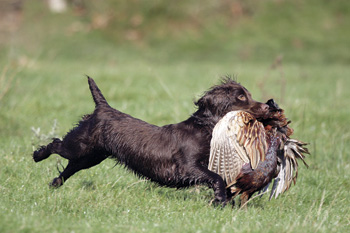 Why has my gun dog started running-in?