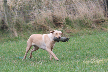 What gundog training do you recommend over summer?