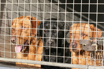 Why doesn't my gundog like strangers?
