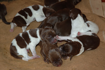 What'll it be like when my gundog has puppies?