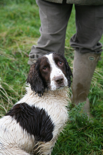 Can you solve bad breath in gun dogs?