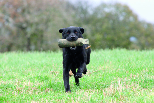 When should I start training my gundog?