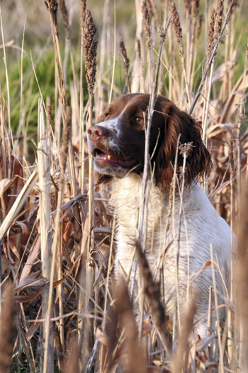Why do tame gundogs get aggressive?