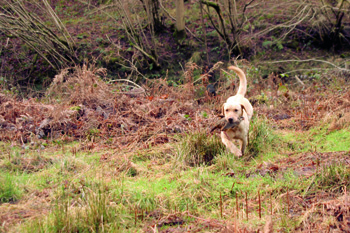 Any training tips on blind retrieves?