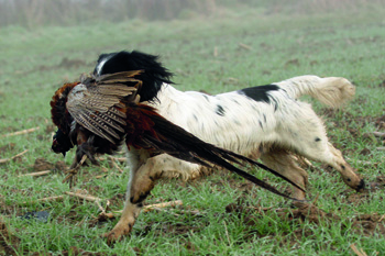 Where can I find a well-bred gundog puppy?