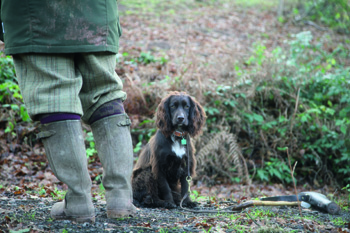 Will deafness end my gundog�s working life?
