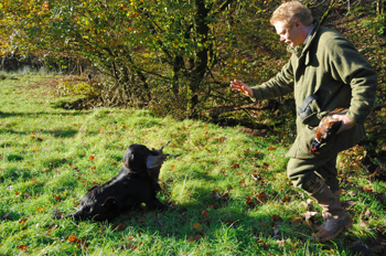 Why does my gundog struggle on retrieves?
