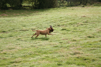 Why won't my gundog retrieve cold game?