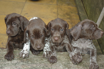 I don't understand gundog terms