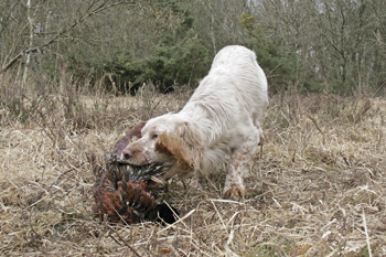 How should I train my gundog prot&eacute;g&eacute;?