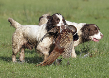 Will I find a kennel mate for my gundog?